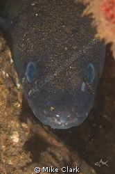 Big Conger Eel, found this guy in 8 metres of water by Mike Clark 